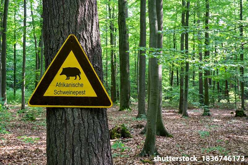 African Swine Fever in Lower Oder Valley National Park | decorative image