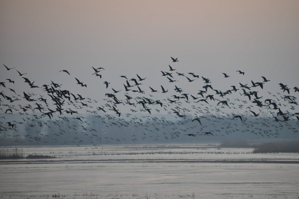 Gänse im Polder