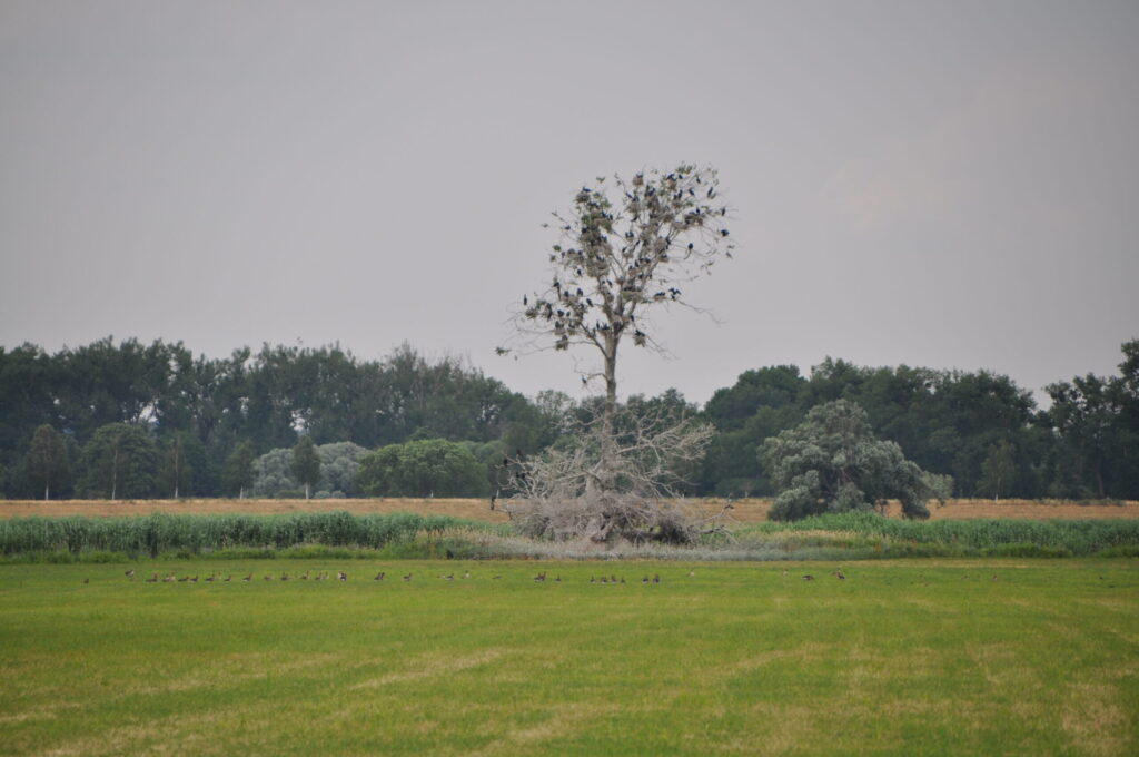 Zützenick Kolk Cormorant Colony