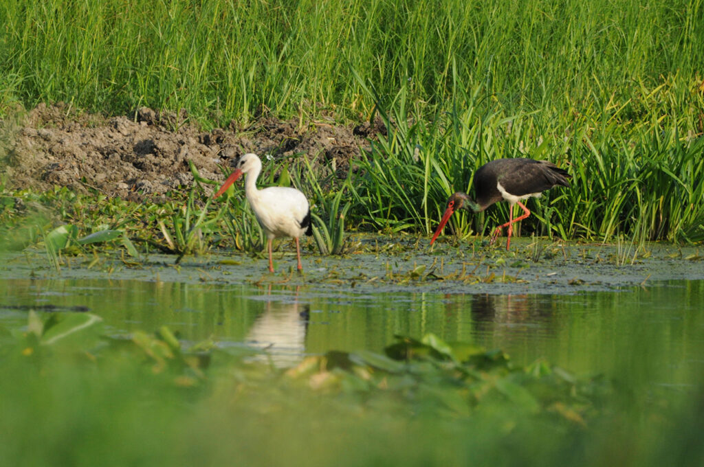 Schwarzstorch und Weissstorch