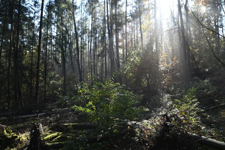 Lebensraum Wald